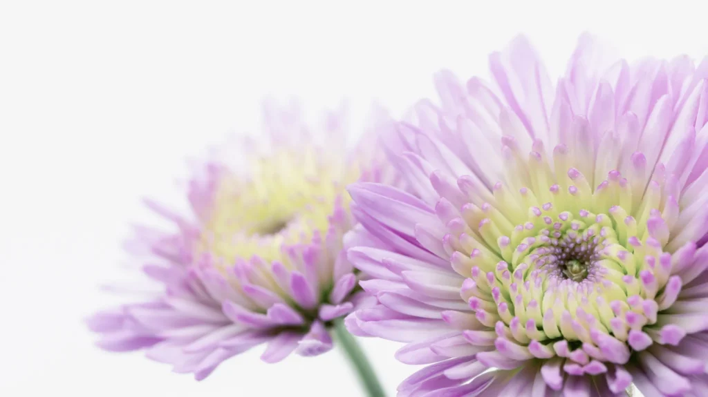 What to Write in a Sympathy Card image