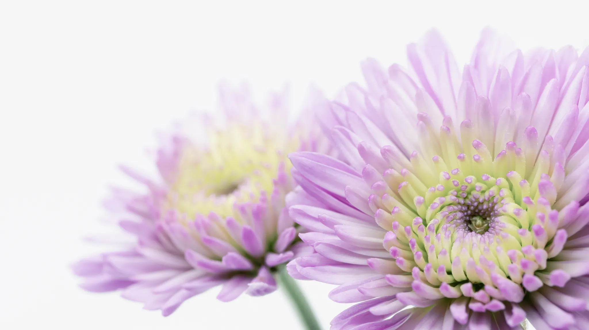 What to Write in a Sympathy Card image